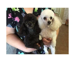 Toy poodle puppies - Non shedding Hypoallergenic