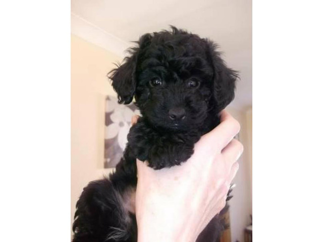 Toy poodle puppies - Non shedding Hypoallergenic Los Angeles - Puppies ...