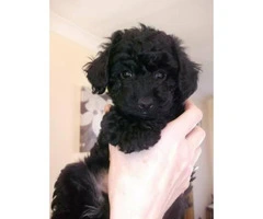 Toy poodle puppies - Non shedding Hypoallergenic - 2