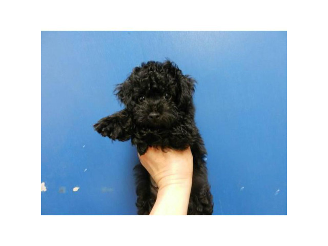 Toy poodle puppies - Non shedding Hypoallergenic in Los ...