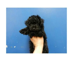Toy poodle puppies - Non shedding Hypoallergenic - 3