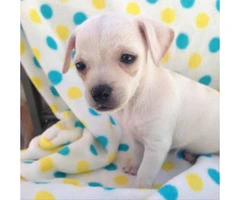 Chihuahua tiny puppy - 2