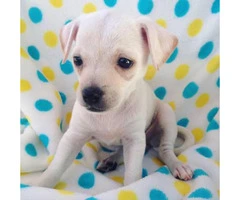 Chihuahua tiny puppy - 4