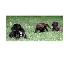 3 Brindle Males  Mastiff Puppies for Sale