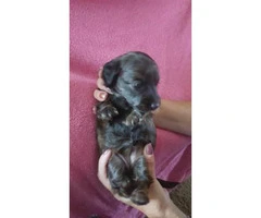 4 long hair mini dachshund pups - 2