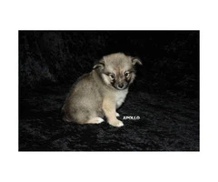 3 Adorable Pomchi puppies ready for rehoming