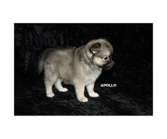 3 Adorable Pomchi puppies ready for rehoming - 2