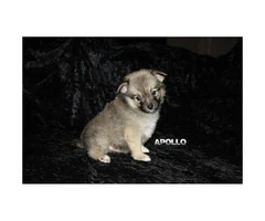 3 Adorable Pomchi puppies ready for rehoming - 3