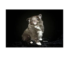3 Adorable Pomchi puppies ready for rehoming - 4