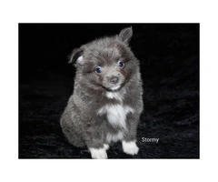 3 Adorable Pomchi puppies ready for rehoming - 6