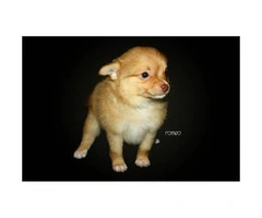 3 Adorable Pomchi puppies ready for rehoming - 7