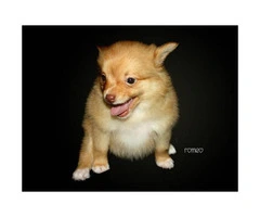 3 Adorable Pomchi puppies ready for rehoming - 8