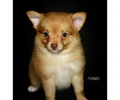 3 Adorable Pomchi puppies ready for rehoming - 9