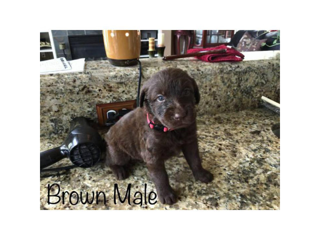 Brown and black Labradoodle puppies for adoption in Denver ...