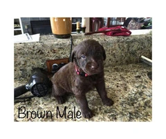 Brown and black Labradoodle puppies for adoption