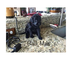 Brown and black Labradoodle puppies for adoption - 2