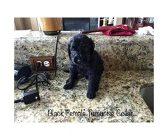 Brown and black Labradoodle puppies for adoption - 3