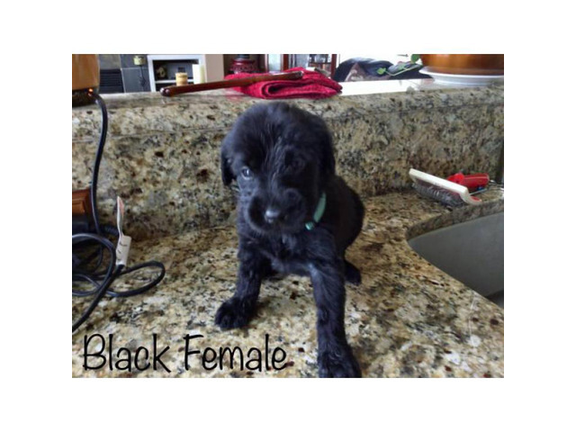 Brown and black Labradoodle puppies for adoption in Denver, Colorado