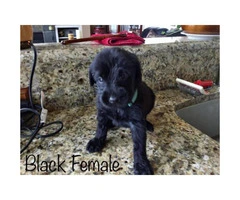 Brown and black Labradoodle puppies for adoption - 4