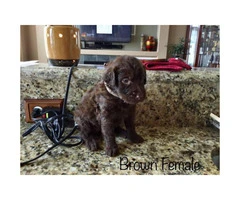 Brown and black Labradoodle puppies for adoption - 5