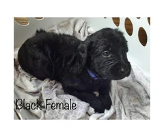 Brown and black Labradoodle puppies for adoption - 6
