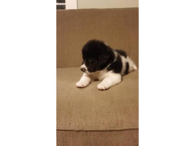 2 male Pyrenees puppies in Syracuse, New York - Puppies ...