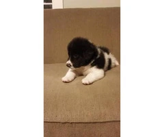 2 male Pyrenees puppies - 3
