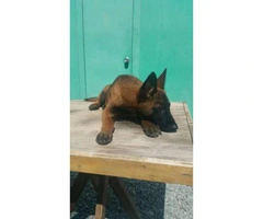 Ranch Raised Belgian Malinois for Sale