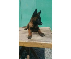 Ranch Raised Belgian Malinois for Sale - 2