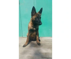 Ranch Raised Belgian Malinois for Sale - 3
