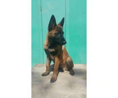 Ranch Raised Belgian Malinois for Sale - 4