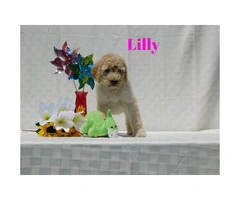 10 beautiful Aussie Doodle Puppies for sale - 4
