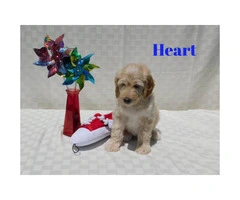 10 beautiful Aussie Doodle Puppies for sale - 5
