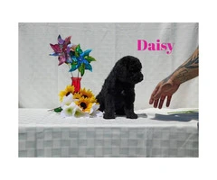 10 beautiful Aussie Doodle Puppies for sale - 6