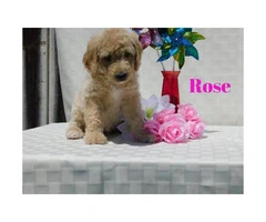 10 beautiful Aussie Doodle Puppies for sale - 7