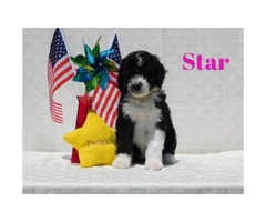 10 beautiful Aussie Doodle Puppies for sale - 8