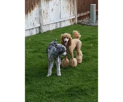 10 beautiful Aussie Doodle Puppies for sale - 9