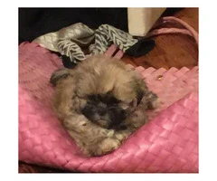10 week old registered shih-tzu puppies - 3