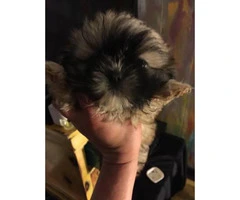 10 week old registered shih-tzu puppies - 5