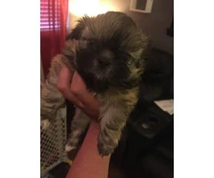10 week old registered shih-tzu puppies - 6