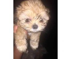 10 week old registered shih-tzu puppies - 7