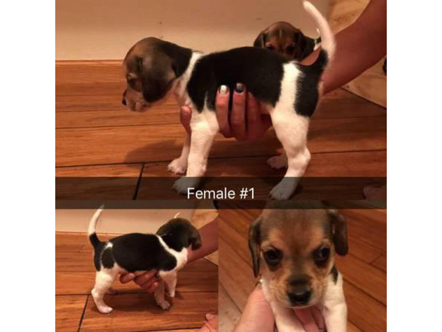 United Kennel Club (UKC) registered beagles in Cedar ...