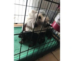 Yorkie puppies -  please meet and pay cash