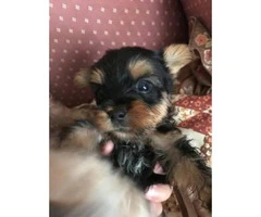 Yorkie puppies -  please meet and pay cash - 3