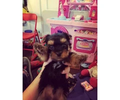 Yorkie puppies -  please meet and pay cash - 5