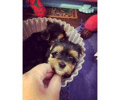 Yorkie puppies -  please meet and pay cash - 6