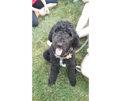 Neutered and chipped Male standard poodle - 1