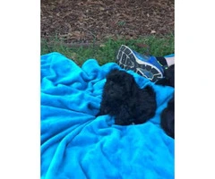 3 male Havanese puppies approximately 8 weeks old - 2