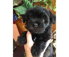 3 male Havanese puppies approximately 8 weeks old - 3