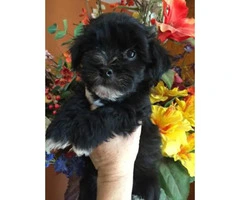 3 male Havanese puppies approximately 8 weeks old - 4
